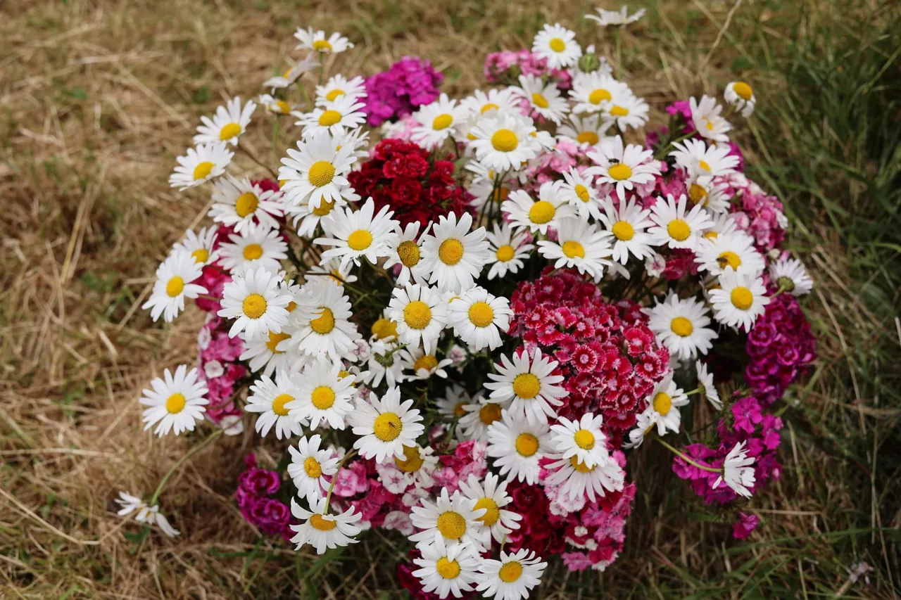 Un bouquet de marguerites et d'œillets posé sur l'herbe